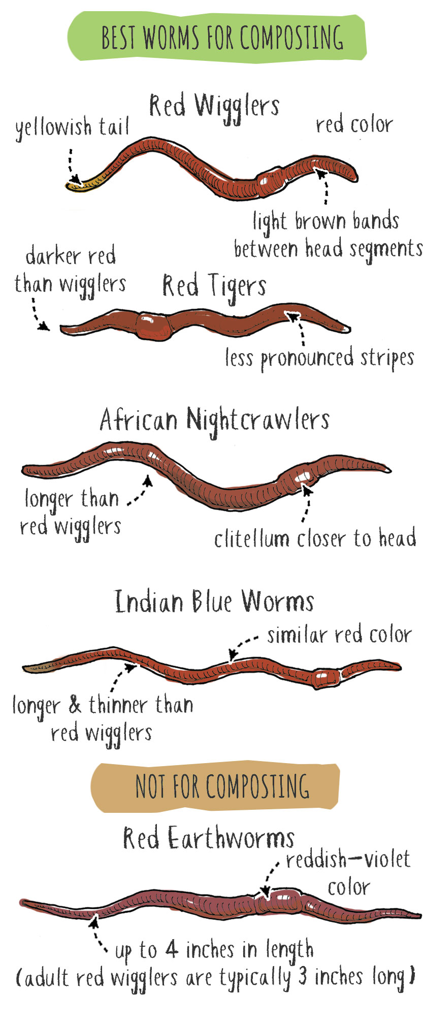 what type of worm is best for compost